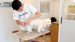 トリミングテーブルで犬の爪切りをしているトリマー