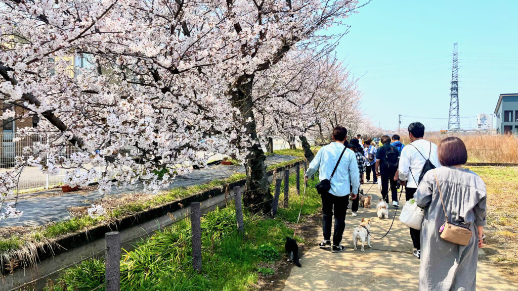 満開の桜並木の下を複数の犬と飼い主が一列で歩くパックウォークの様子