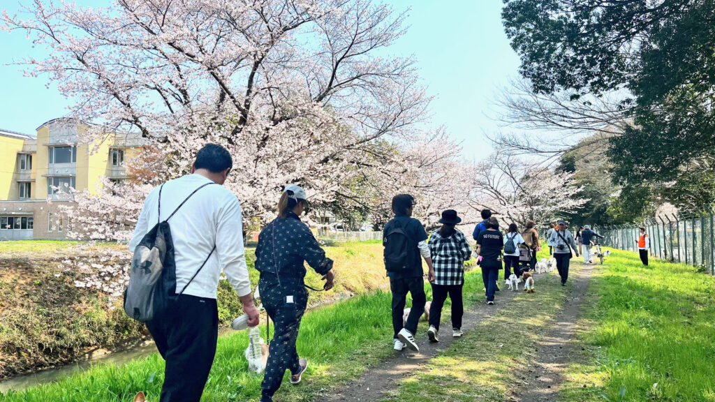 桜が咲く川沿いの道を犬と飼い主が群れで歩くパックウォークの風景