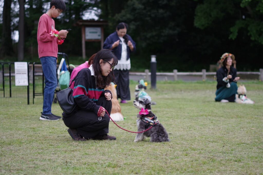 芝生広場で飼い主と愛犬が向き合いアイコンタクトを取るトレーニング風景