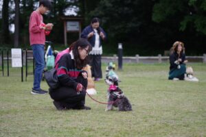 芝生広場で飼い主と愛犬が向き合いアイコンタクトを取るトレーニング風景