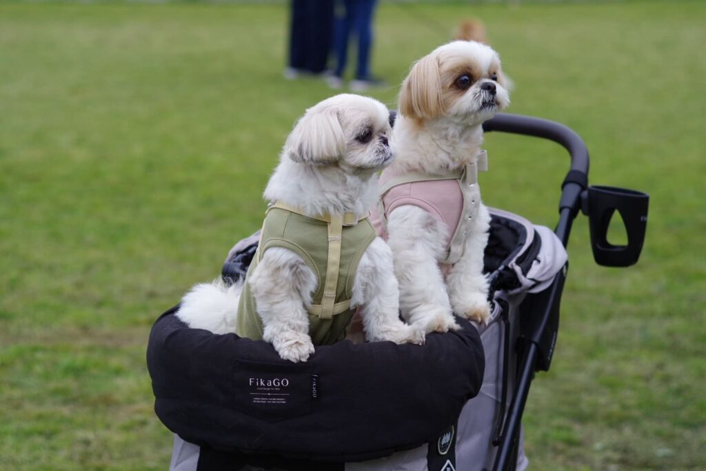 ペットカートに乗った小型犬がイベント会場の様子を眺めるシーン