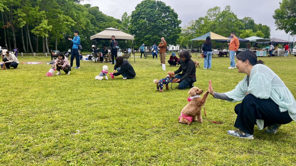 新しい村ドッグイベントで飼い主と愛犬が待て競争に参加しハイタッチする様子