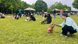 新しい村ドッグイベントで飼い主と愛犬が待て競争に参加しハイタッチする様子