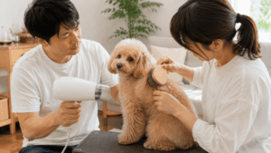 夫婦で協力しながらトイプードルを乾かす家庭でのブロードライ
