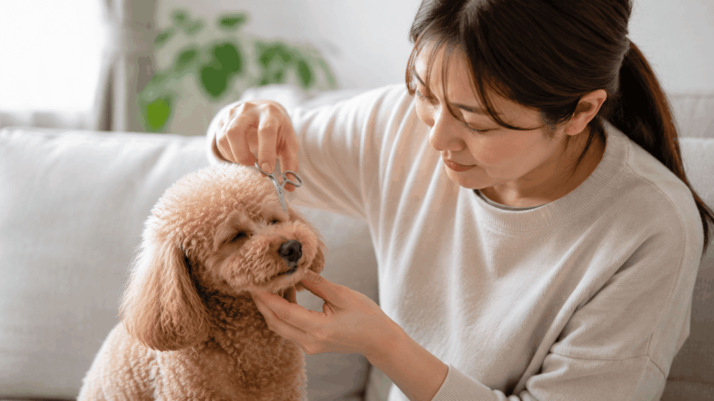 自宅のリビングで飼い主がトイプードルの目の周りの毛を整えている様子。犬はリラックスした表情で座っており、信頼関係の中で家庭でのお手入れを行っている風景。