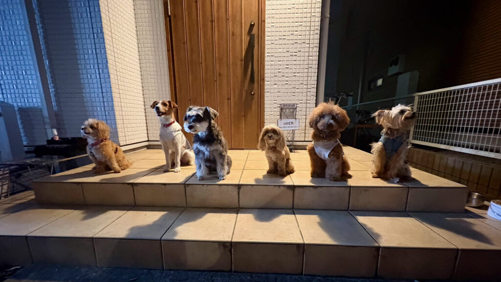 BBQ大会の最後に撮影した愛犬たちの集合写真|愛犬文化村