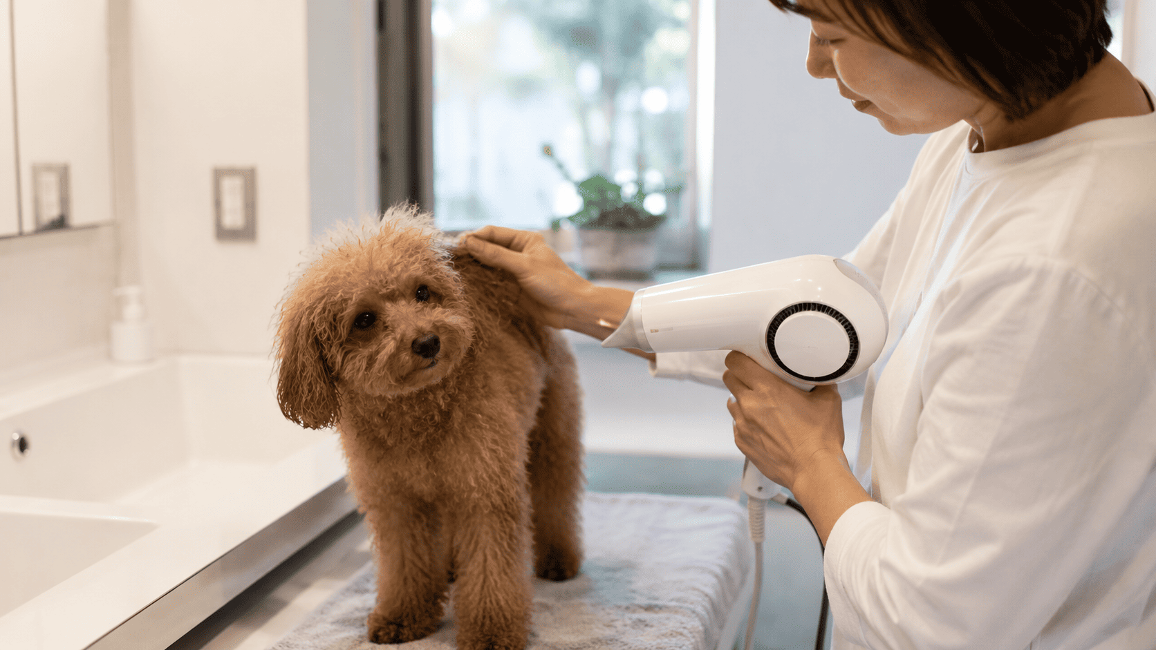 シャンプー後のトイプードルを、飼い主が人間用ドライヤーと手ぐしだけで乾かしている様子。家庭でよく見られる乾かし方のイメージ。
