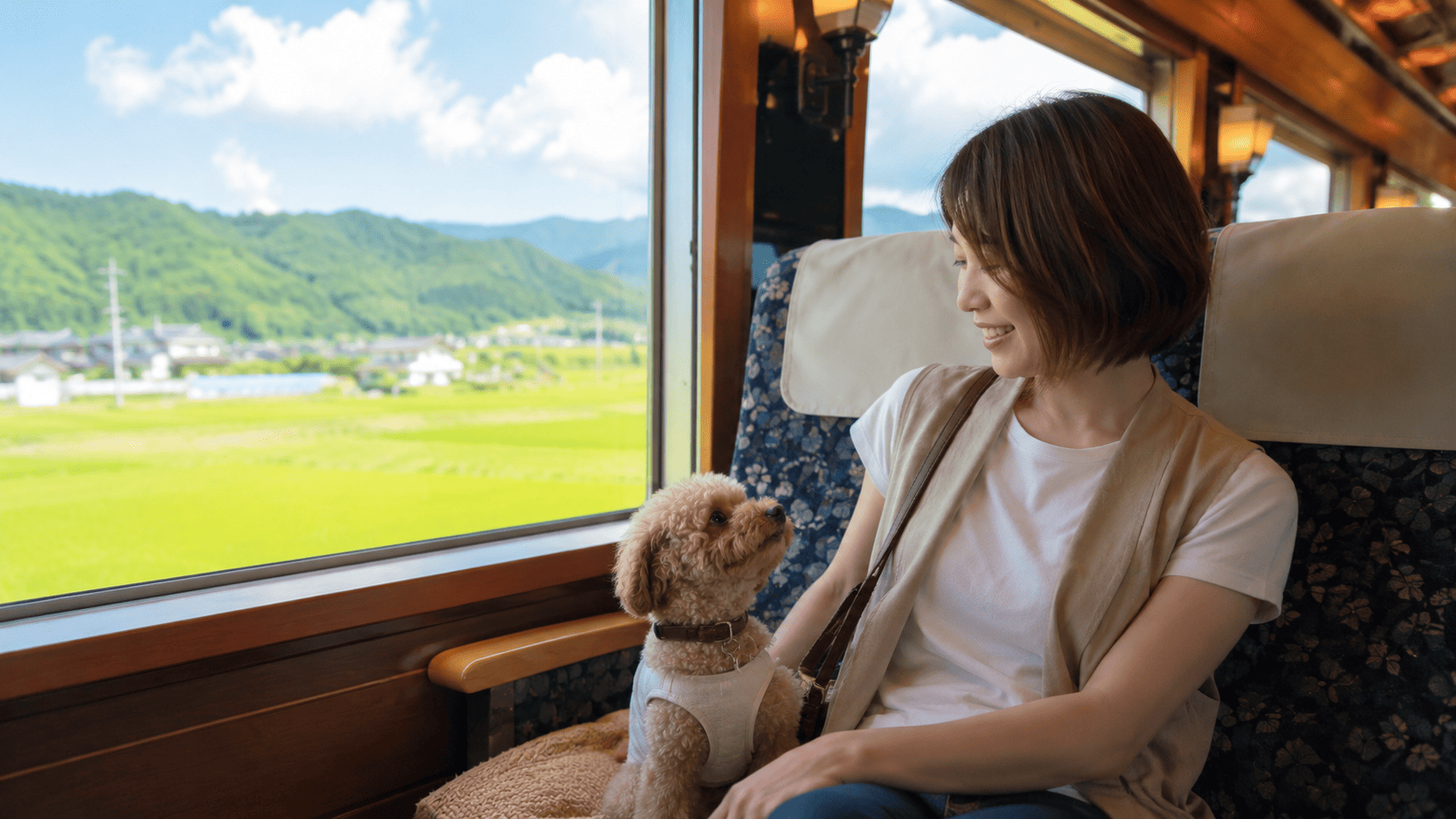 観光列車の車内で、飼い主を見上げるトイプードル。大きな窓の外には、夏の田園風景と緑豊かな山々が広がっている。