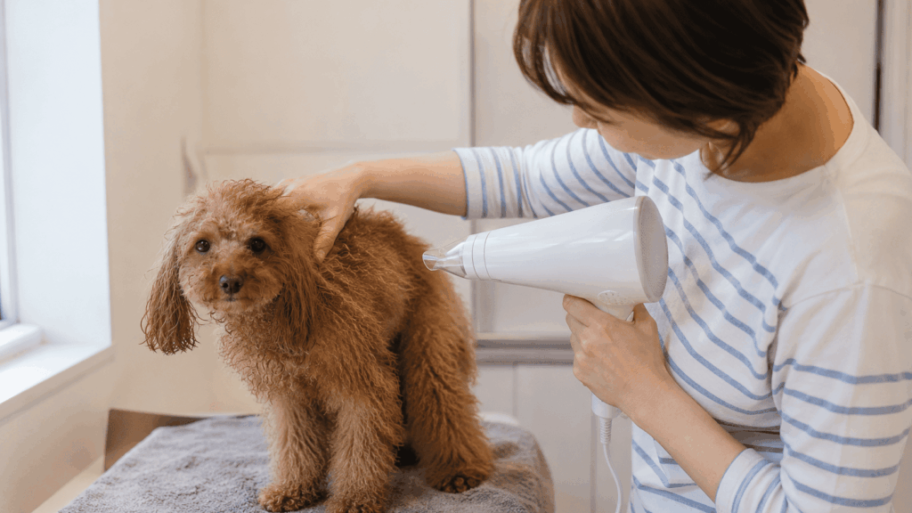 シャンプー後のトイプードルを、飼い主が人間用ドライヤーを当てながら手ぐしで撫でるように乾かしている様子。家庭でよく見られる乾かし方のイメージ。