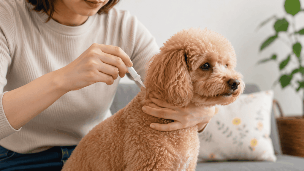 自宅で飼い主がトイプードルの首元にスポットタイプのノミ・ダニ予防薬を滴下している様子