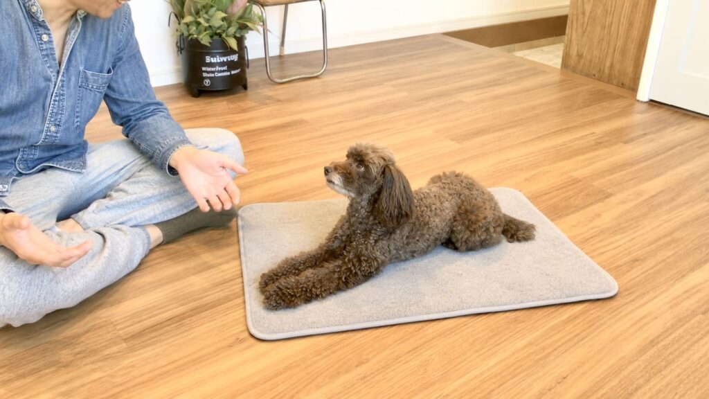 遊びのあとマットの上で落ち着く犬