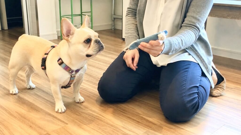 おもちゃ遊びを止めて飼い主に注目する犬