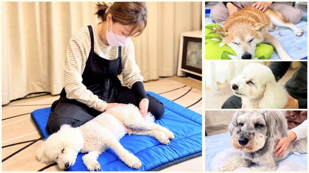 マスク姿の女性が青いマットの上で白い犬を優しくケアする様子と、施術を受けてリラックスする3匹の犬を並べたコラージュ。